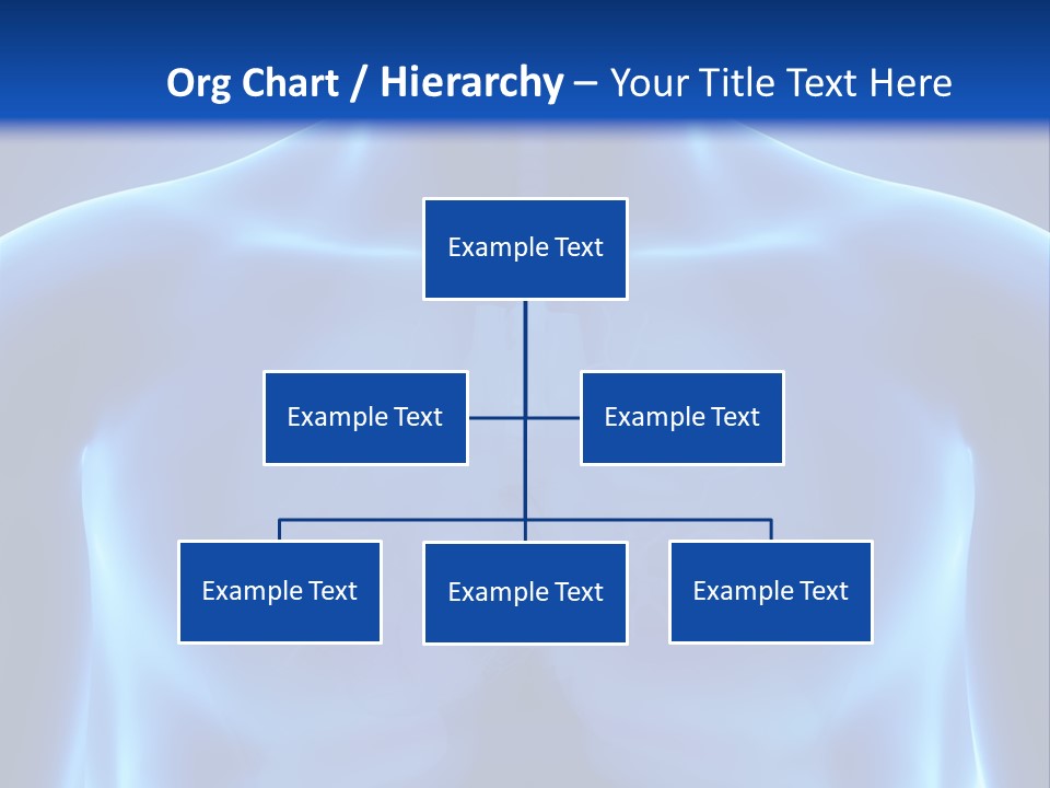 Torso Health Anatomy PowerPoint Template