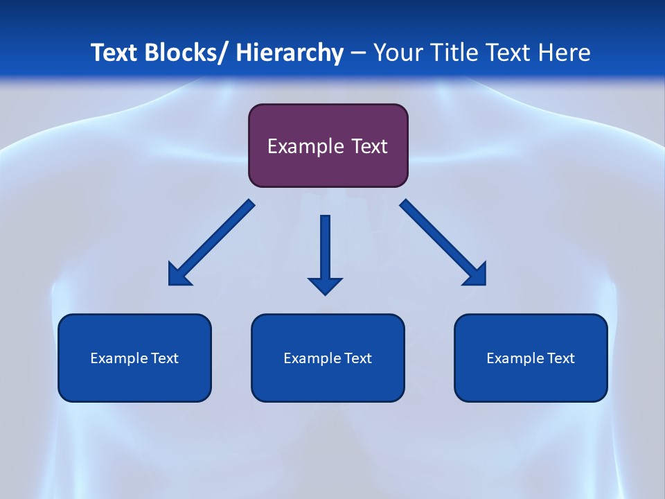 Torso Health Anatomy PowerPoint Template
