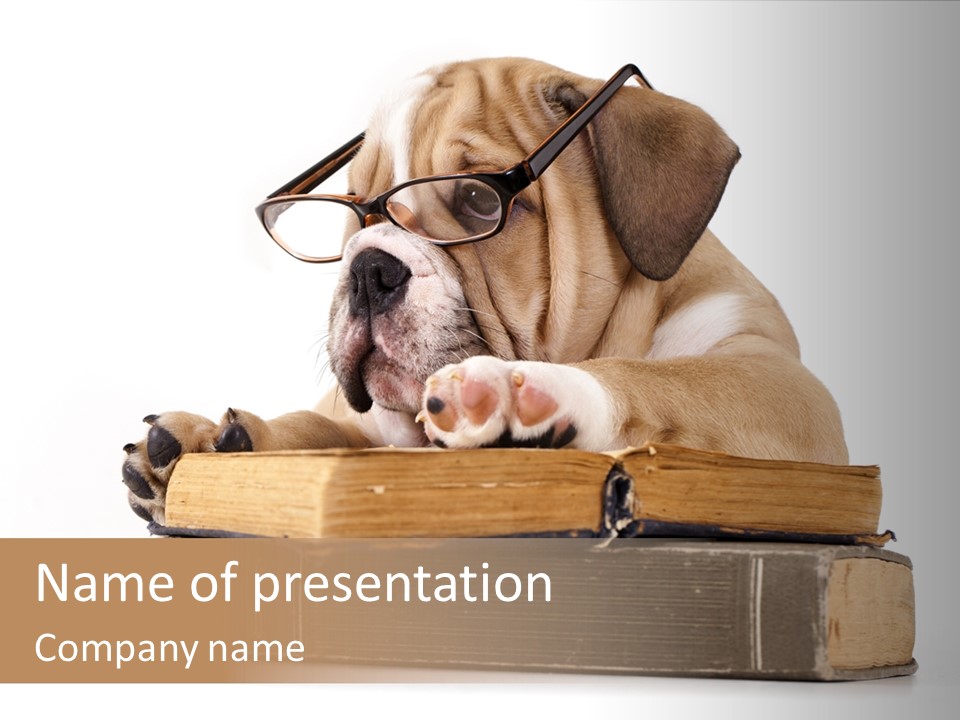 Clever Student Bulldog PowerPoint Template