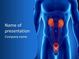 Prostate Seminal Vesicle Illustration PowerPoint Template