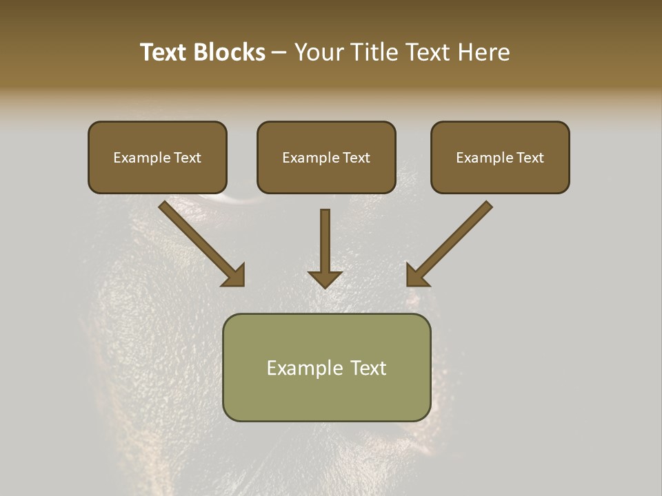 Concept Confrontation Conflict PowerPoint Template