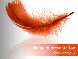 Night Bird Quill PowerPoint Template