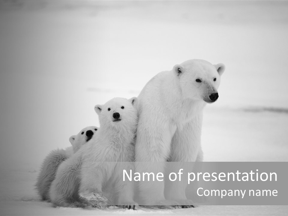 White Paw Northern PowerPoint Template