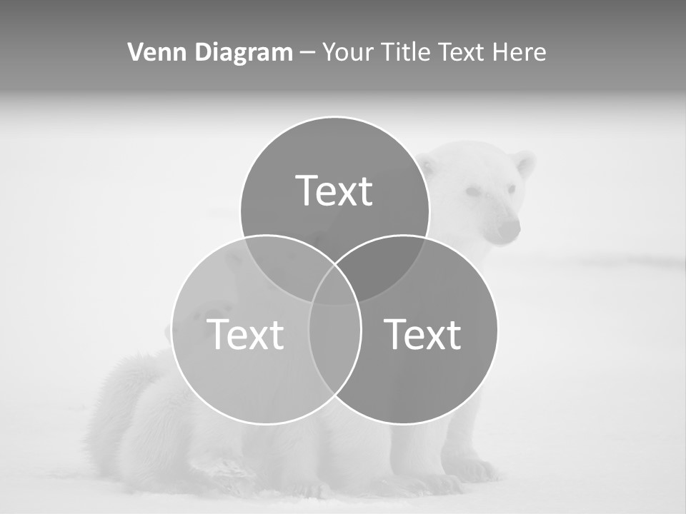 White Paw Northern PowerPoint Template