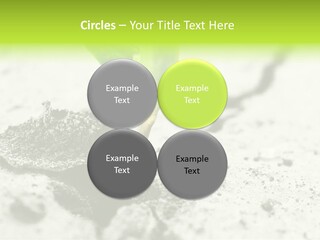 Nobody Root Rise PowerPoint Template