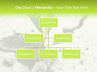 Nobody Root Rise PowerPoint Template