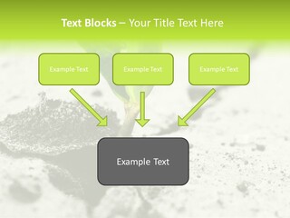 Nobody Root Rise PowerPoint Template