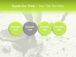 Nobody Root Rise PowerPoint Template