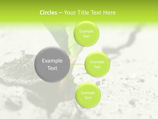 Nobody Root Rise PowerPoint Template