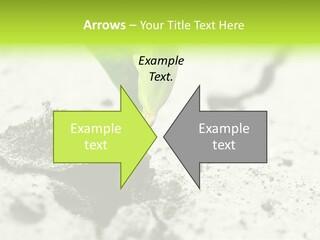 Nobody Root Rise PowerPoint Template