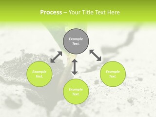 Nobody Root Rise PowerPoint Template