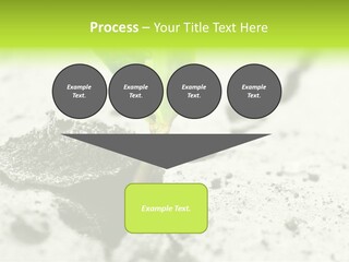Nobody Root Rise PowerPoint Template