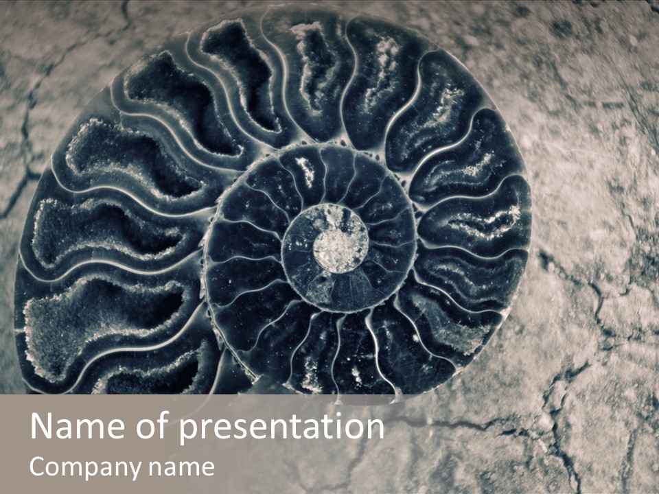Nacre History Mollusk PowerPoint Template