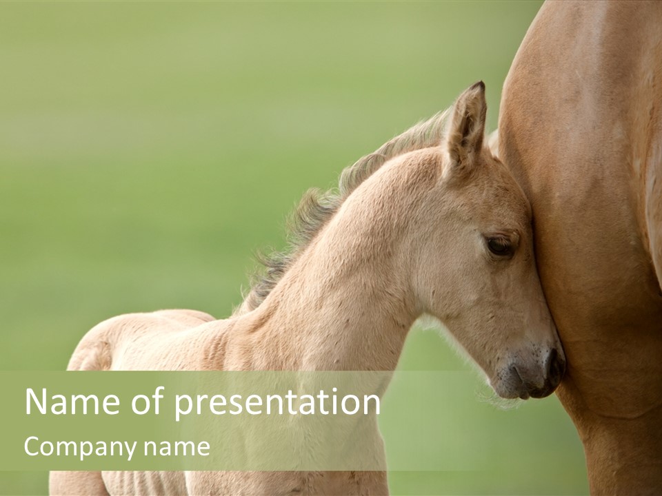 Mare Race Nature PowerPoint Template