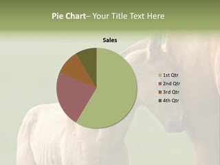 Mare Race Nature PowerPoint Template