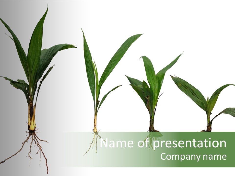 Plant Farm Conservation PowerPoint Template