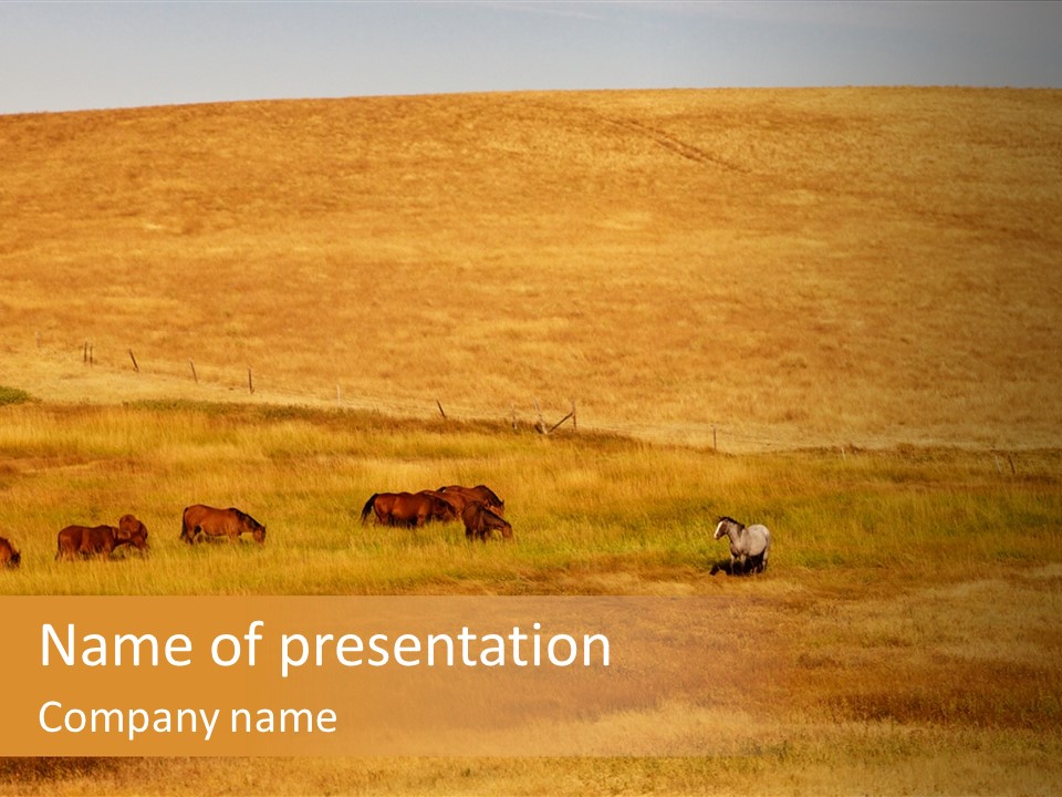 Mammal Prairie Grass PowerPoint Template