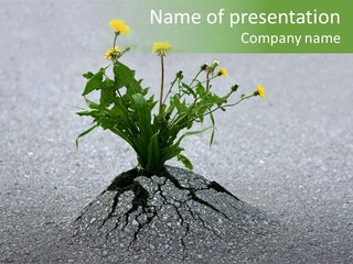 Plant Winning Strong PowerPoint Template