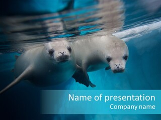 Underwater Fjord Berg PowerPoint Template