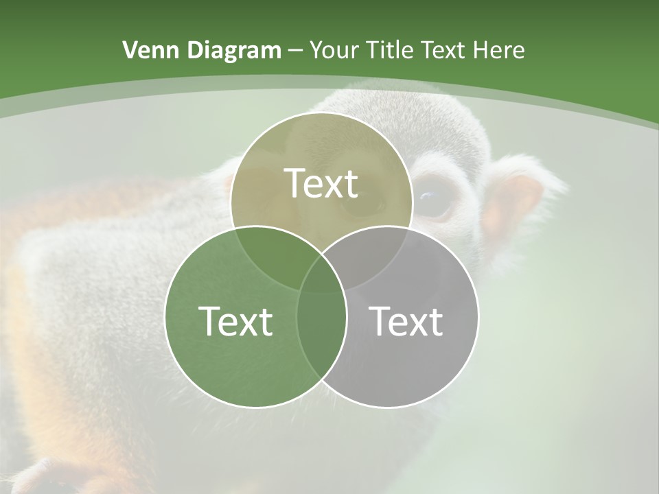 Ears Depth Of Field Tiny PowerPoint Template