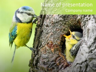 Wildlife Zoology Survive PowerPoint Template
