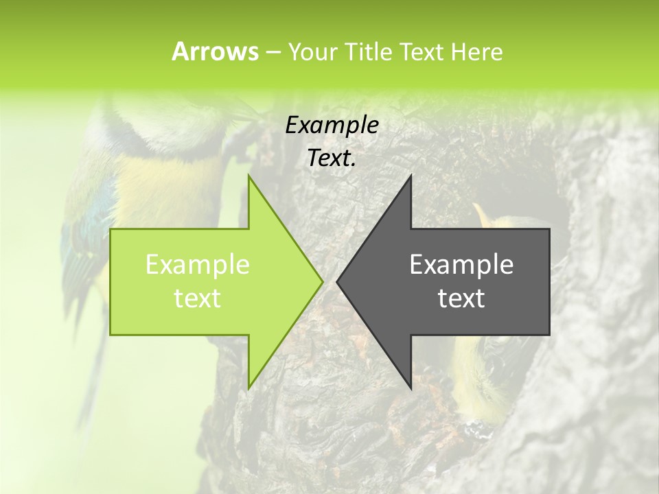 Wildlife Zoology Survive PowerPoint Template