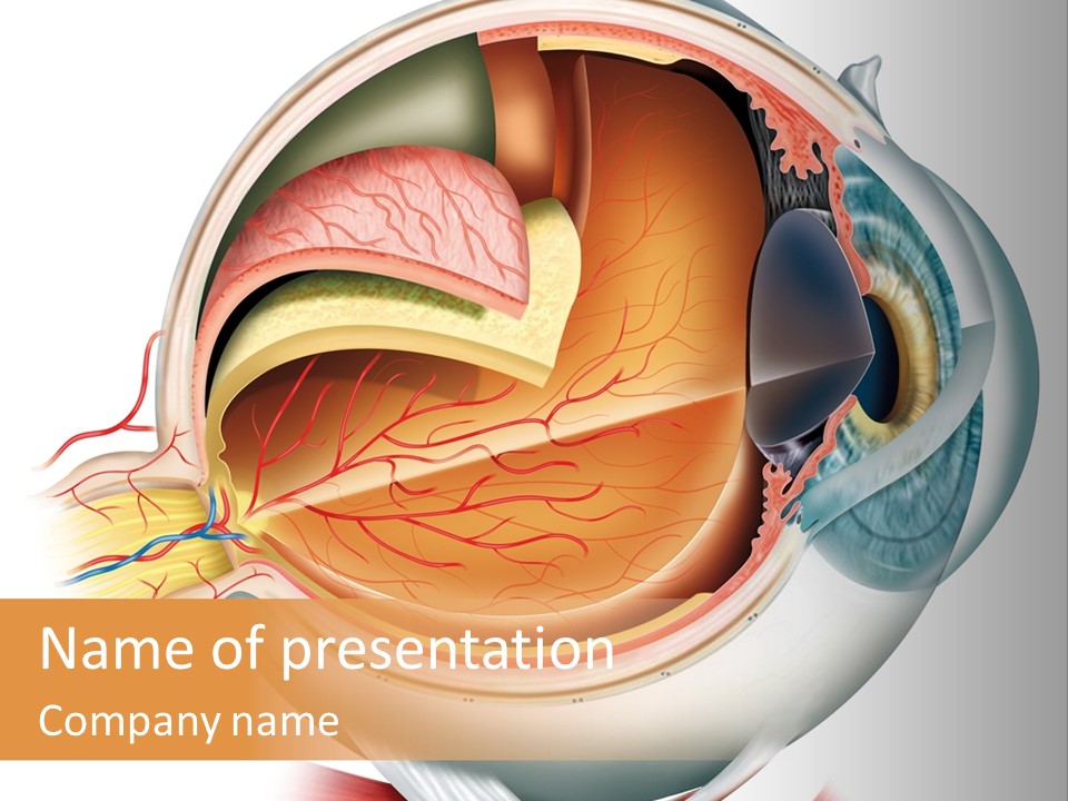 Anatomy Iris View PowerPoint Template