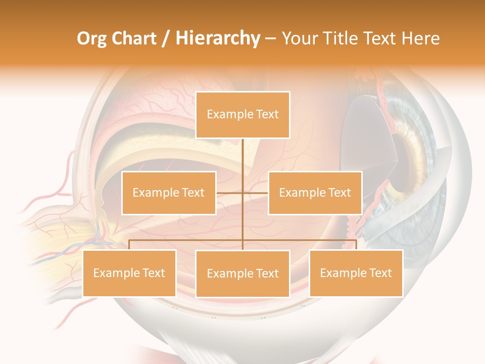 Anatomy Iris View PowerPoint Template