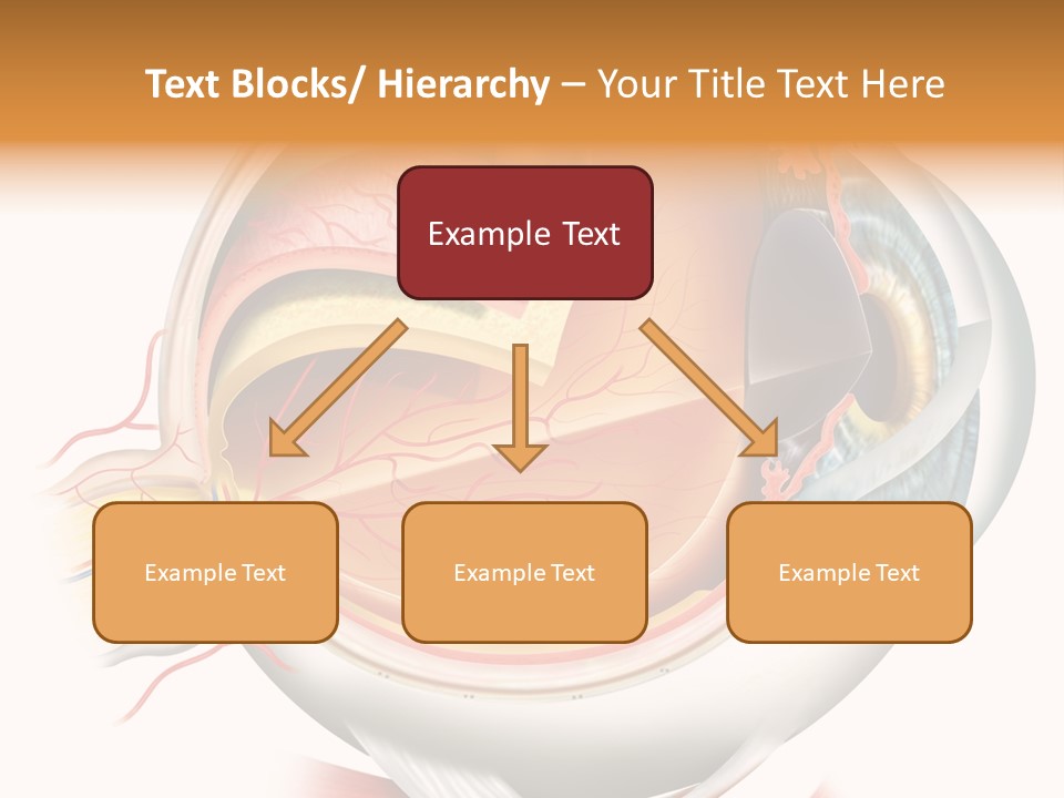 Anatomy Iris View PowerPoint Template