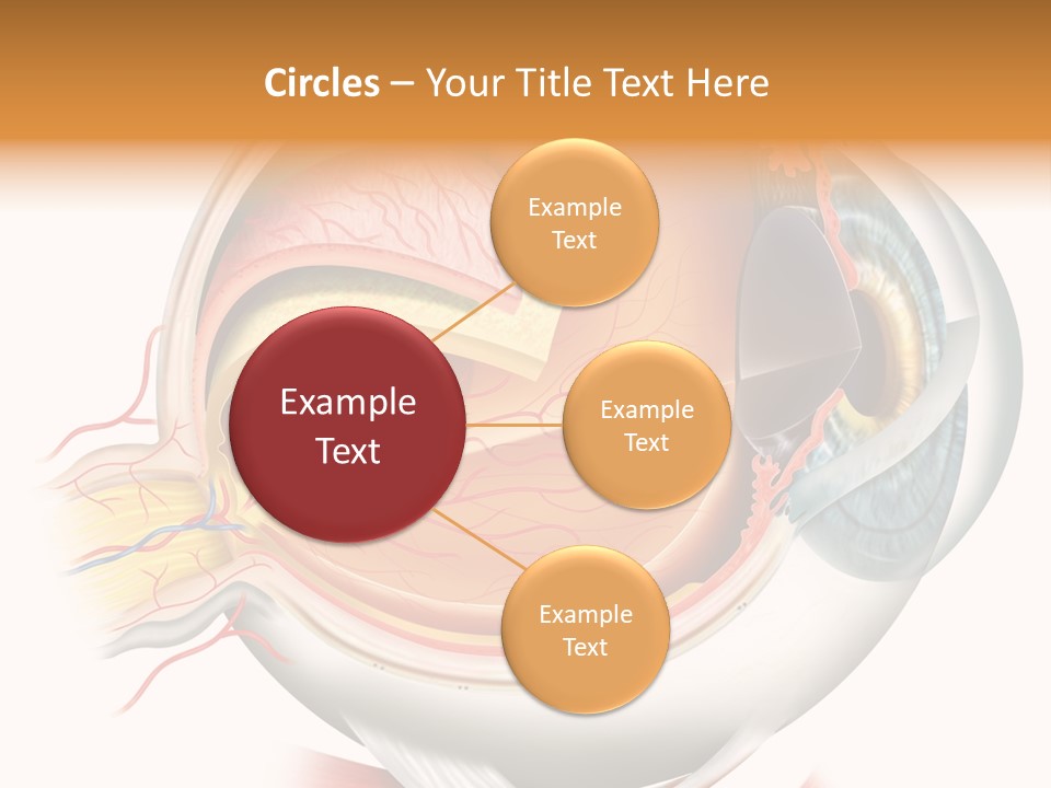 Anatomy Iris View PowerPoint Template