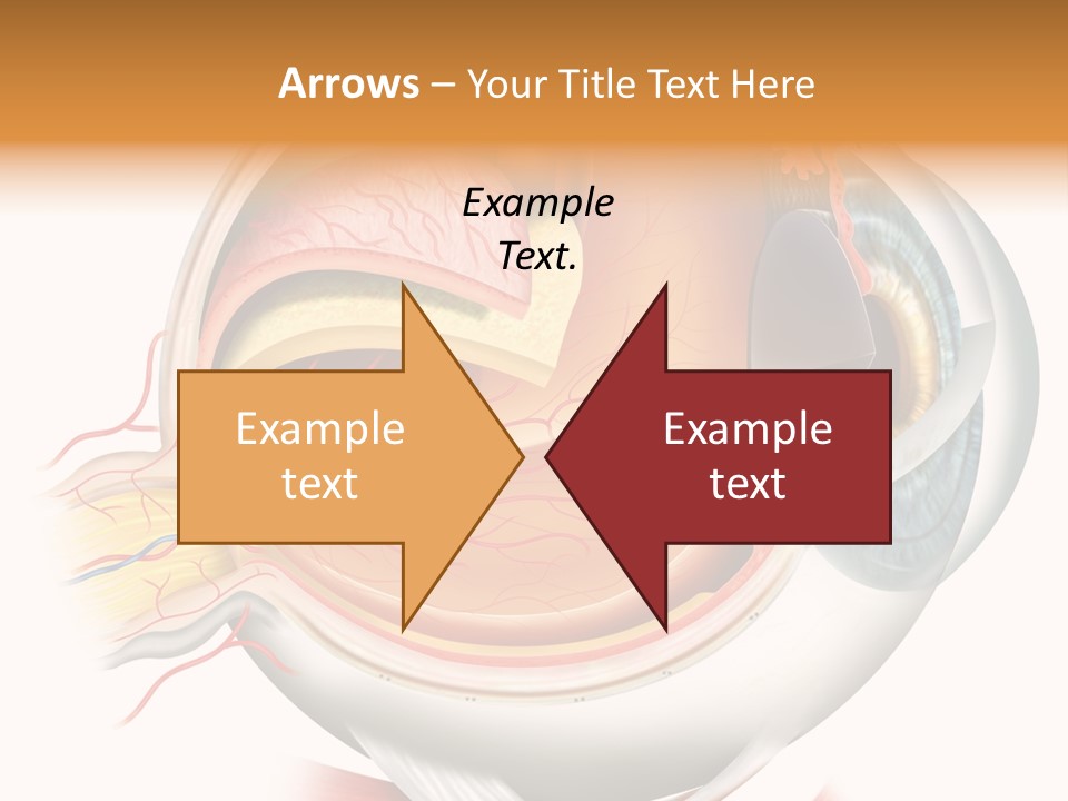 Anatomy Iris View PowerPoint Template