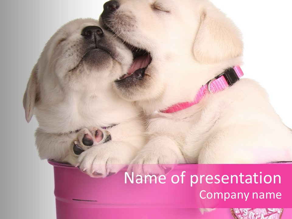 Critter Two Doggy PowerPoint Template