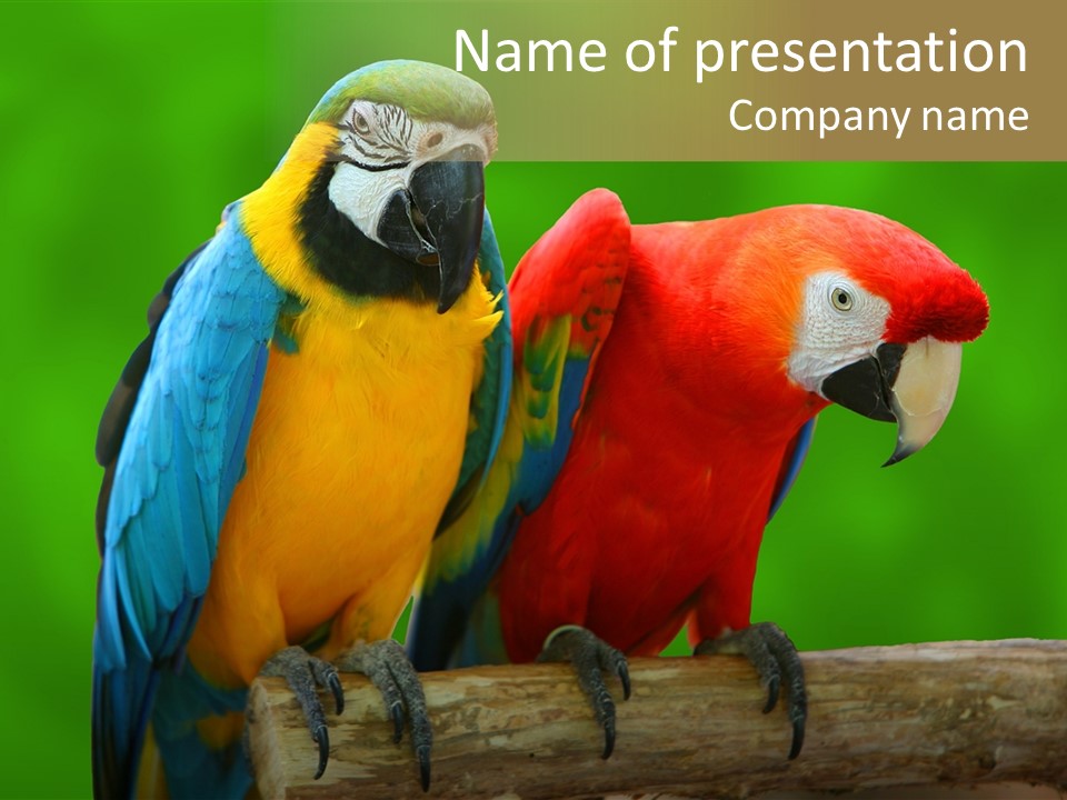 Cute Mccaw Talking PowerPoint Template