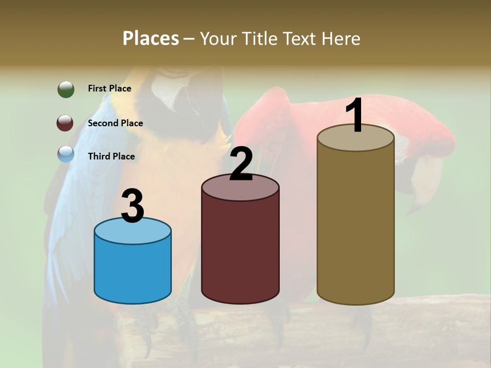 Cute Mccaw Talking PowerPoint Template