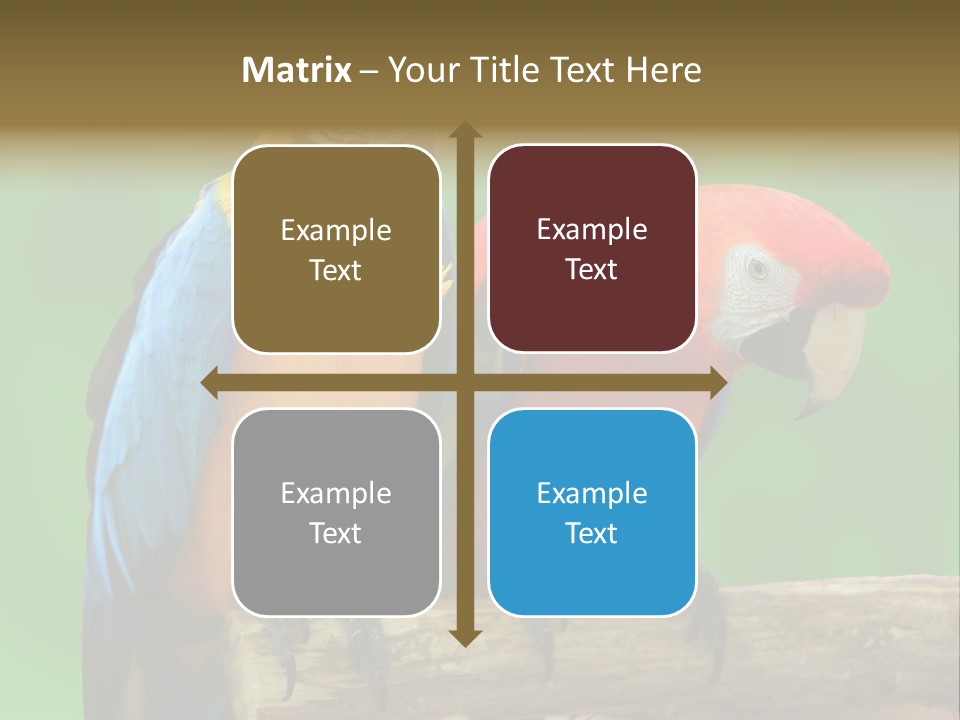 Cute Mccaw Talking PowerPoint Template