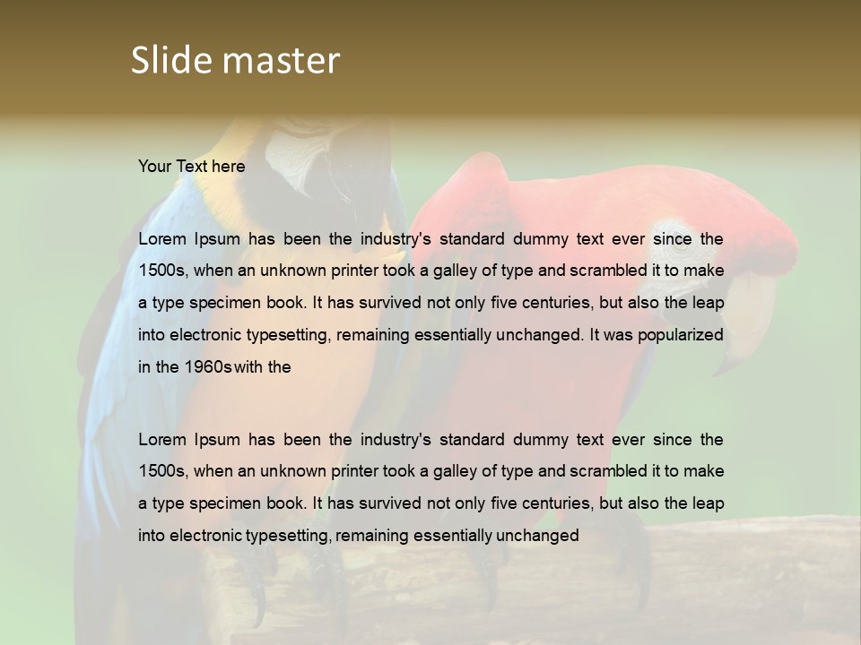 Cute Mccaw Talking PowerPoint Template