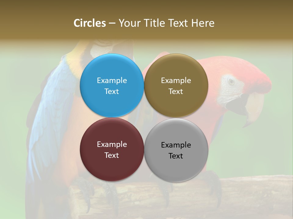 Cute Mccaw Talking PowerPoint Template