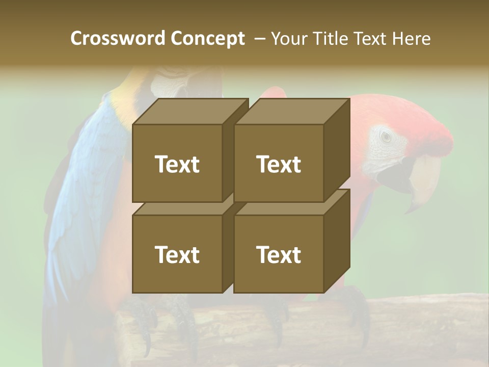Cute Mccaw Talking PowerPoint Template