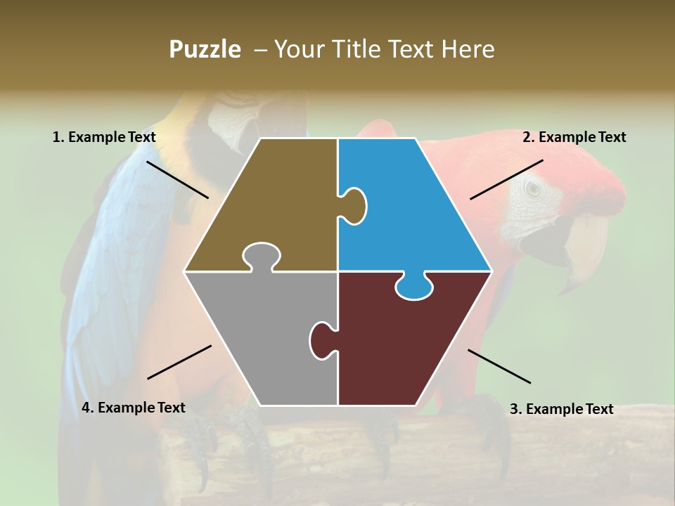 Cute Mccaw Talking PowerPoint Template