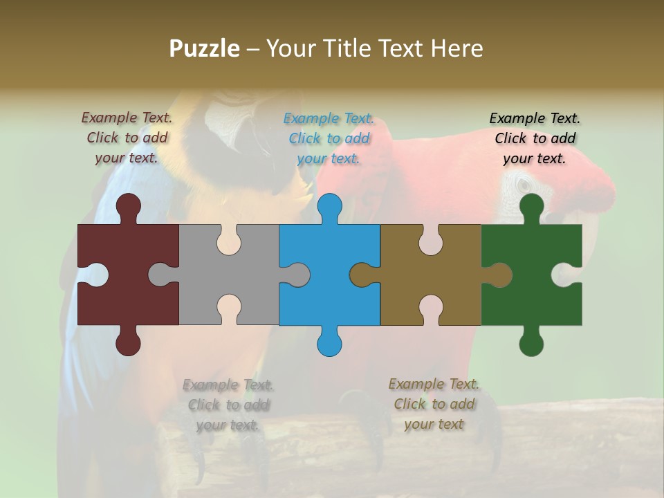 Cute Mccaw Talking PowerPoint Template