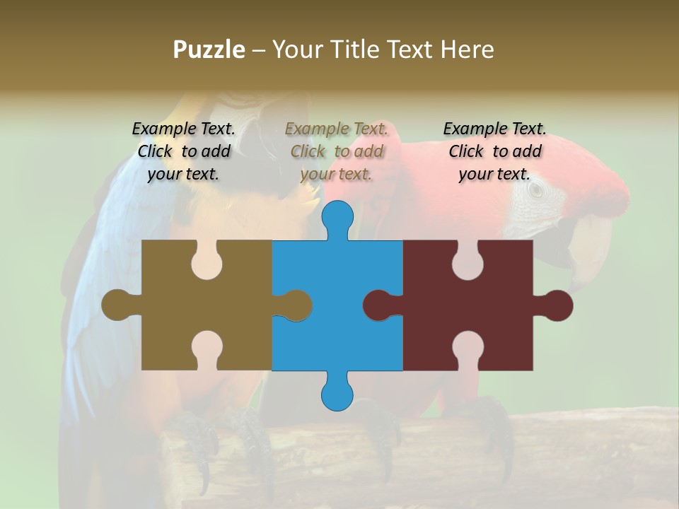 Cute Mccaw Talking PowerPoint Template