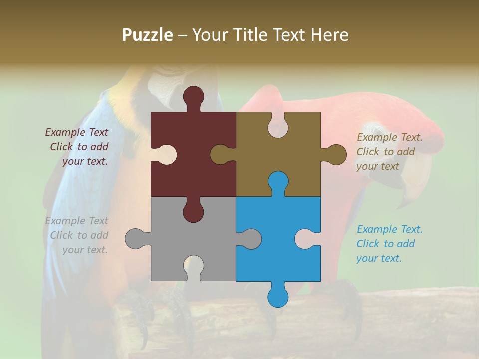 Cute Mccaw Talking PowerPoint Template