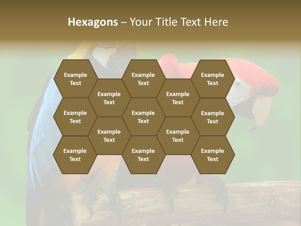 Cute Mccaw Talking PowerPoint Template