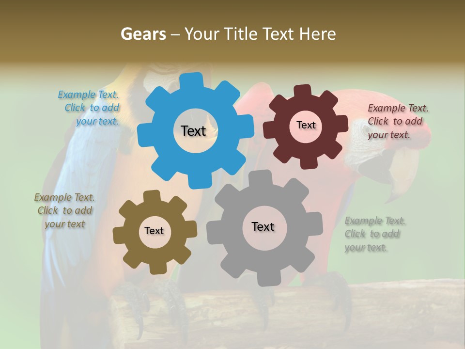 Cute Mccaw Talking PowerPoint Template