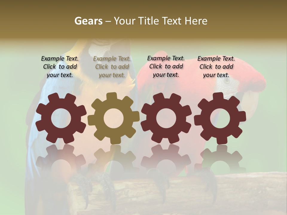 Cute Mccaw Talking PowerPoint Template