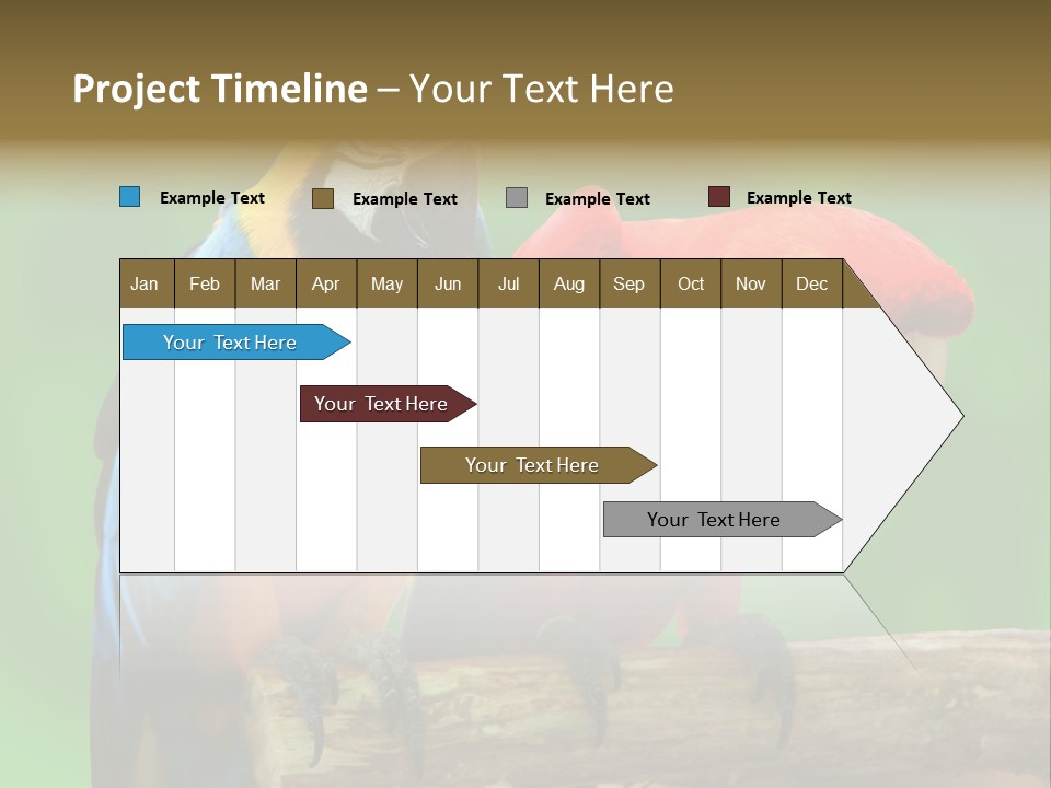 Cute Mccaw Talking PowerPoint Template
