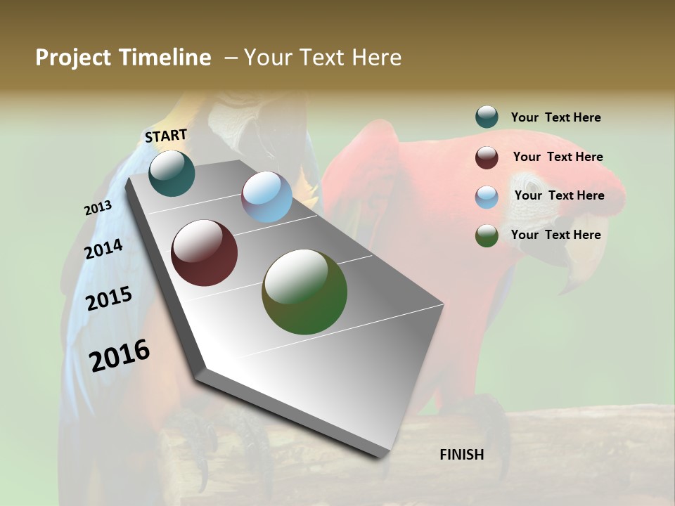Cute Mccaw Talking PowerPoint Template