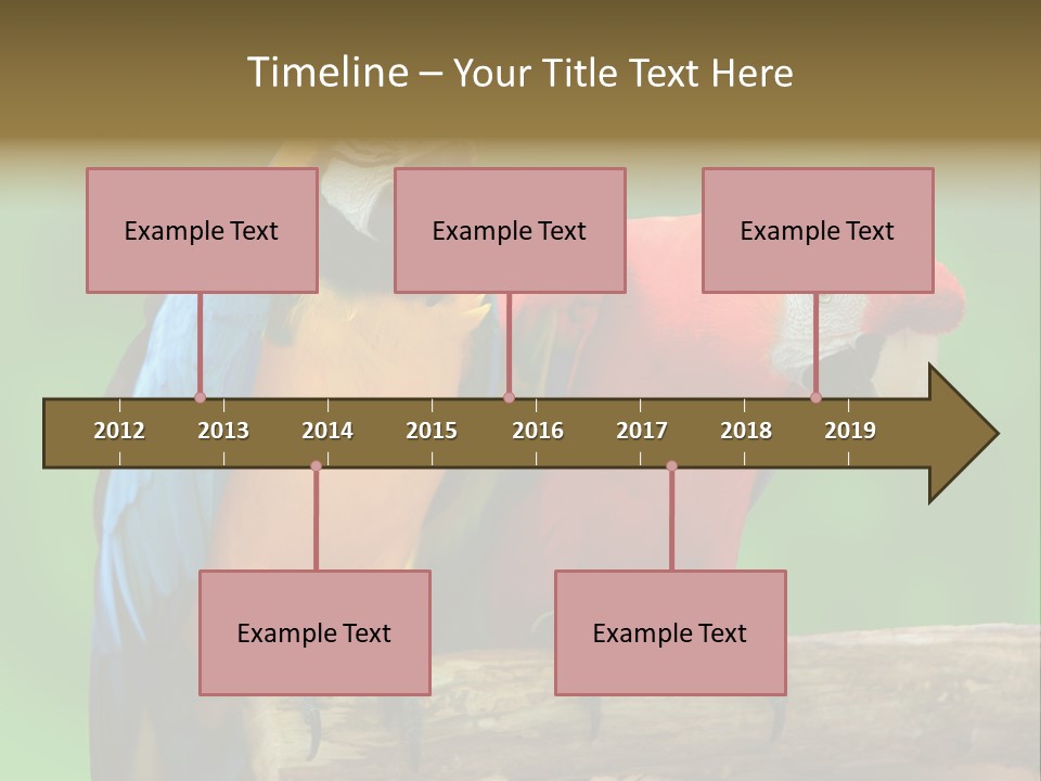 Cute Mccaw Talking PowerPoint Template