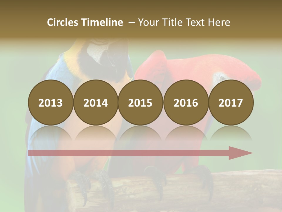 Cute Mccaw Talking PowerPoint Template