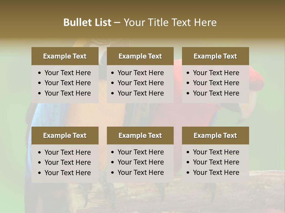 Cute Mccaw Talking PowerPoint Template